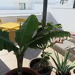 Penthouse Puro
