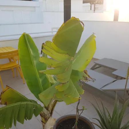 Appartement Penthouse Puro *